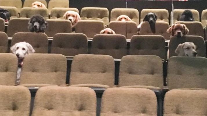 mikephilpott's tweet image. A bit late to the party, but these service dogs learning how to accompany their owners to the theatre has just made my day.