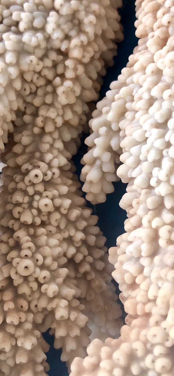 Dr. Marji Puotinen (@marji_puotinen) on Twitter photo Did you know: 1000+s of tiny animals - #coralpolyps - work together to build the rocky framework that makes a #coralreef ? Look closely at these #coral skeletons and you can see the holes where each polyp used to sit!! Thx <a href="/aims_gov_au/">Australian Institute of Marine Science</a> for these epic skeletons from NW #australia Did you know: 1000+s of tiny animals - #coralpolyps - work together to build the rocky framework that makes a #coralreef ? Look closely at these #coral skeletons and you can see the holes where each polyp used to sit!! Thx <a href="/aims_gov_au/">Australian Institute of Marine Science</a> for these epic skeletons from NW #australia