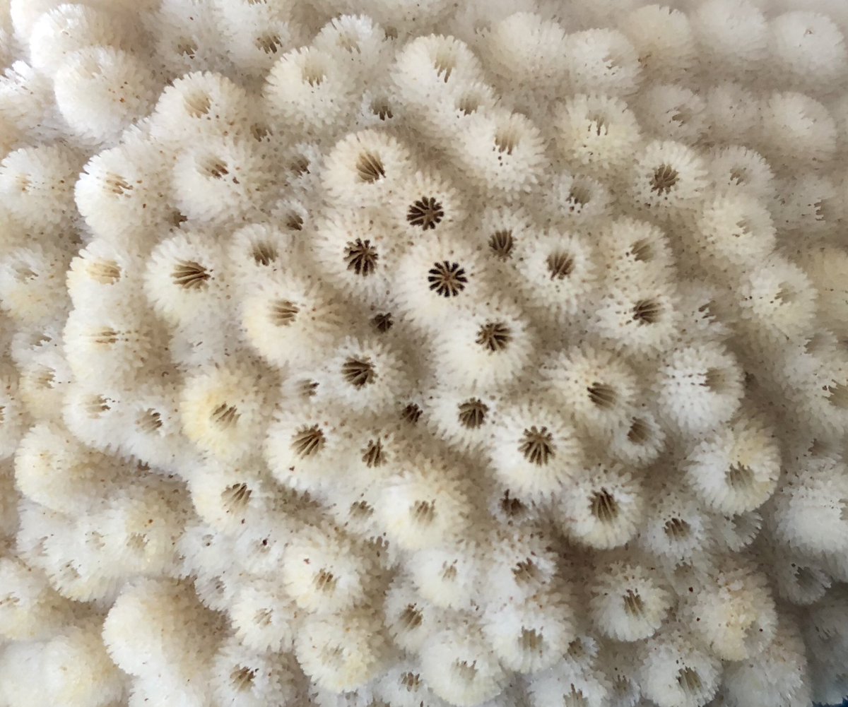marji_puotinen's tweet photo. Did you know: 1000+s of tiny animals - #coralpolyps - work together to build the rocky framework that makes a #coralreef ? Look closely at these #coral skeletons and you can see the holes where each polyp used to sit!! Thx @aims_gov_au for these epic skeletons from NW #australia https://t.co/za7hTavzrE