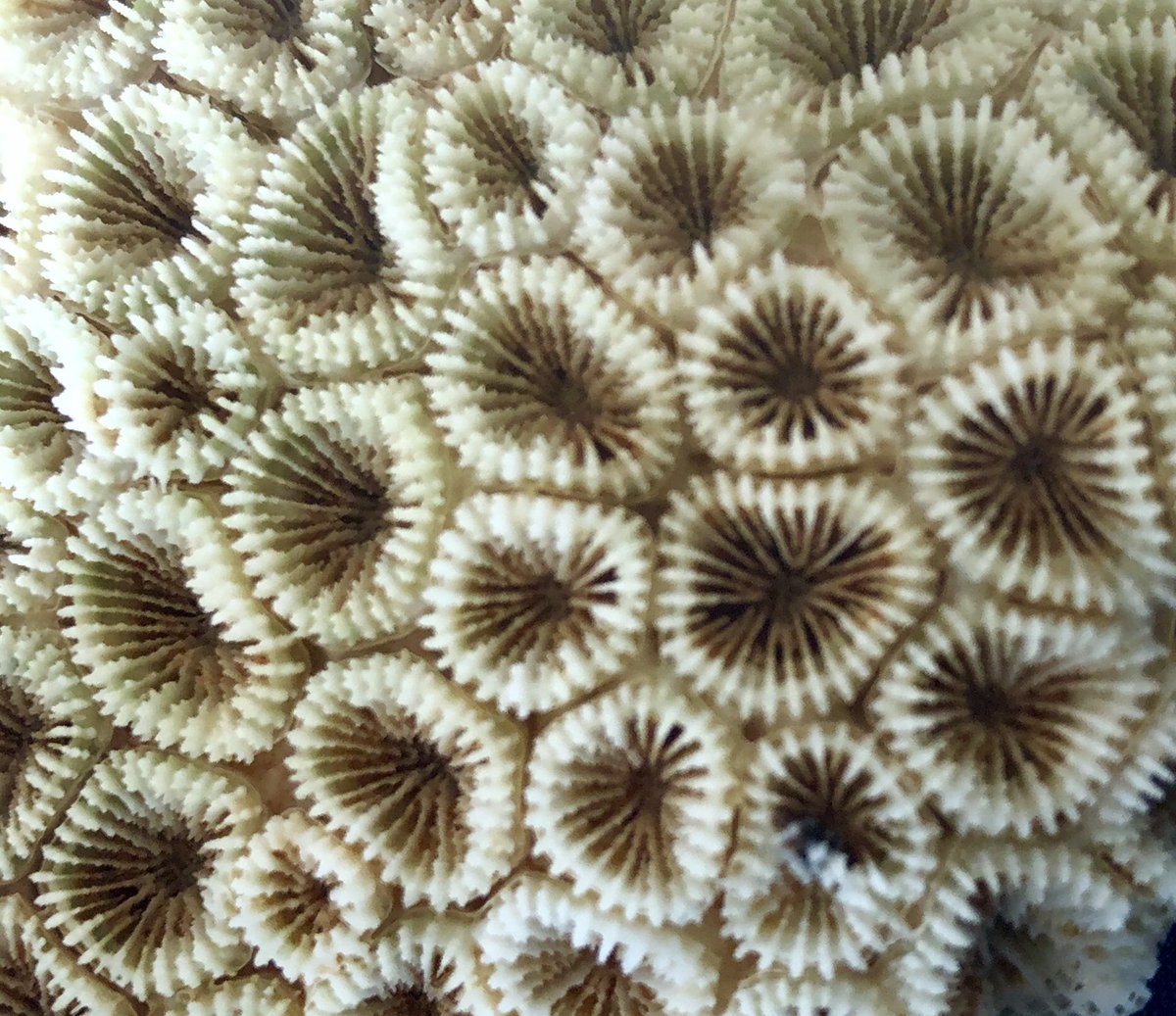 marji_puotinen's tweet photo. Did you know: 1000+s of tiny animals - #coralpolyps - work together to build the rocky framework that makes a #coralreef ? Look closely at these #coral skeletons and you can see the holes where each polyp used to sit!! Thx @aims_gov_au for these epic skeletons from NW #australia https://t.co/za7hTavzrE