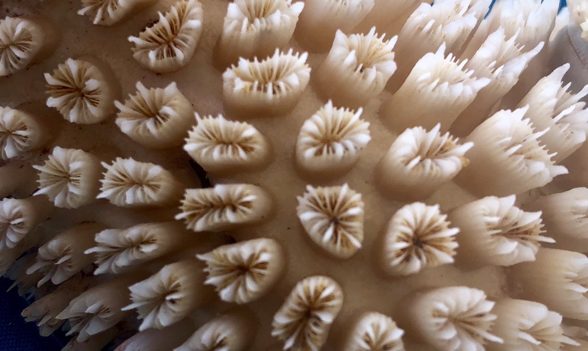 marji_puotinen's tweet photo. Did you know: 1000+s of tiny animals - #coralpolyps - work together to build the rocky framework that makes a #coralreef ? Look closely at these #coral skeletons and you can see the holes where each polyp used to sit!! Thx @aims_gov_au for these epic skeletons from NW #australia https://t.co/za7hTavzrE