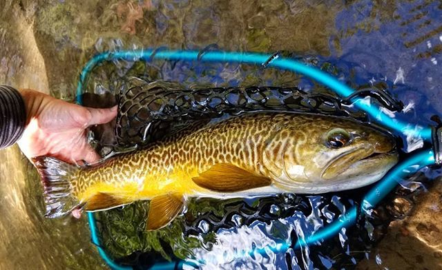InvrnsOtfttrs's tweet photo. @mountlemmonjenni told me to go catch some tigers. This ones for her 😘 #fishdrycreek (via Instagram https://t.co/SHhrSTvnrT) https://t.co/IRdjSww1G2