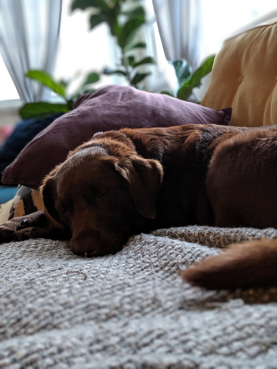 mattinamarie's tweet photo. I'm perfectly happy that this is my Friday night. #phdlife #dogs #thisishappy https://t.co/eHoclUoiem