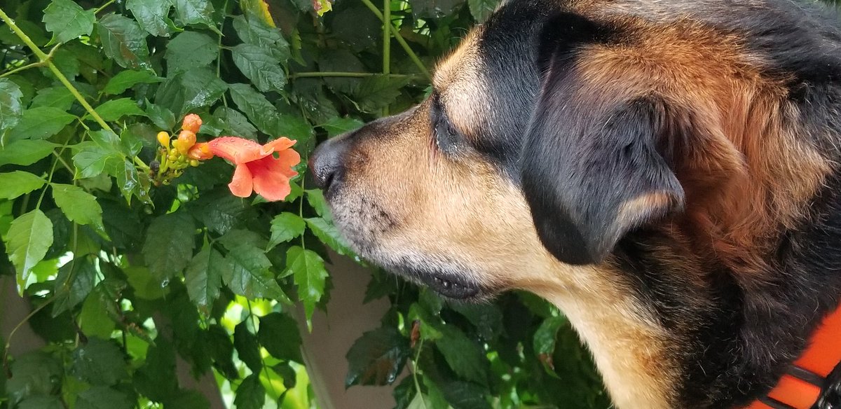 baltimorestyle's tweet photo. @dead_rn Extending our condolences on the loss of your best friend <3 Our rescue, "Symbol, the dog formerly known as Prince" hopes you remember all the good times #puplife #taketimetosmelltheflowers https://t.co/8BO8WLWa8Q