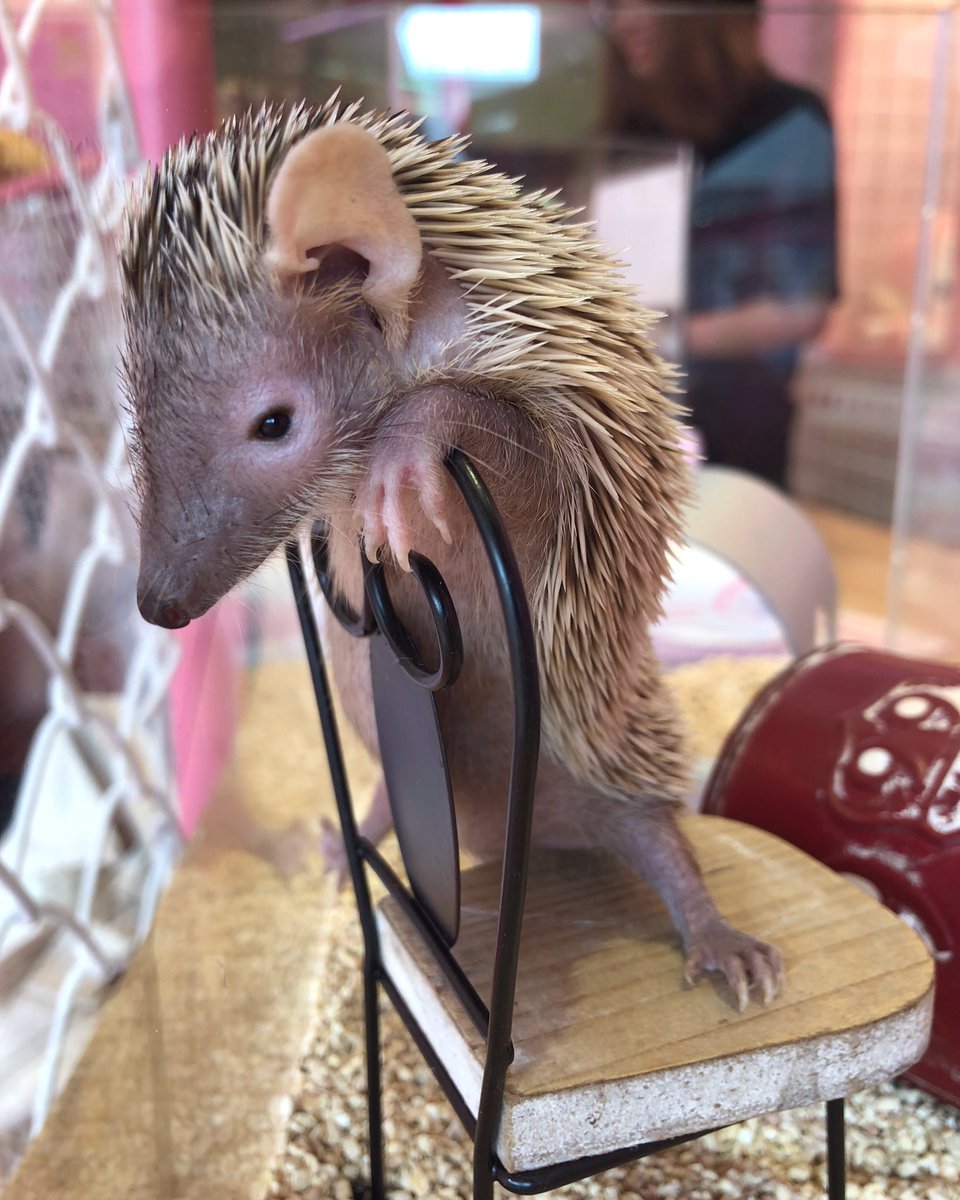 原宿かわいい動物園 ヒメハリちゃんが 椅子に手をかけてます 可愛すぎて お客様含めスタッフもニヤニヤが止まりません 僕が待ってるよ 原宿 かわいい 夏休み Harajuku Animalcafe Pink Oasisu Ferret 動物 椅子の上 ヒメハリ