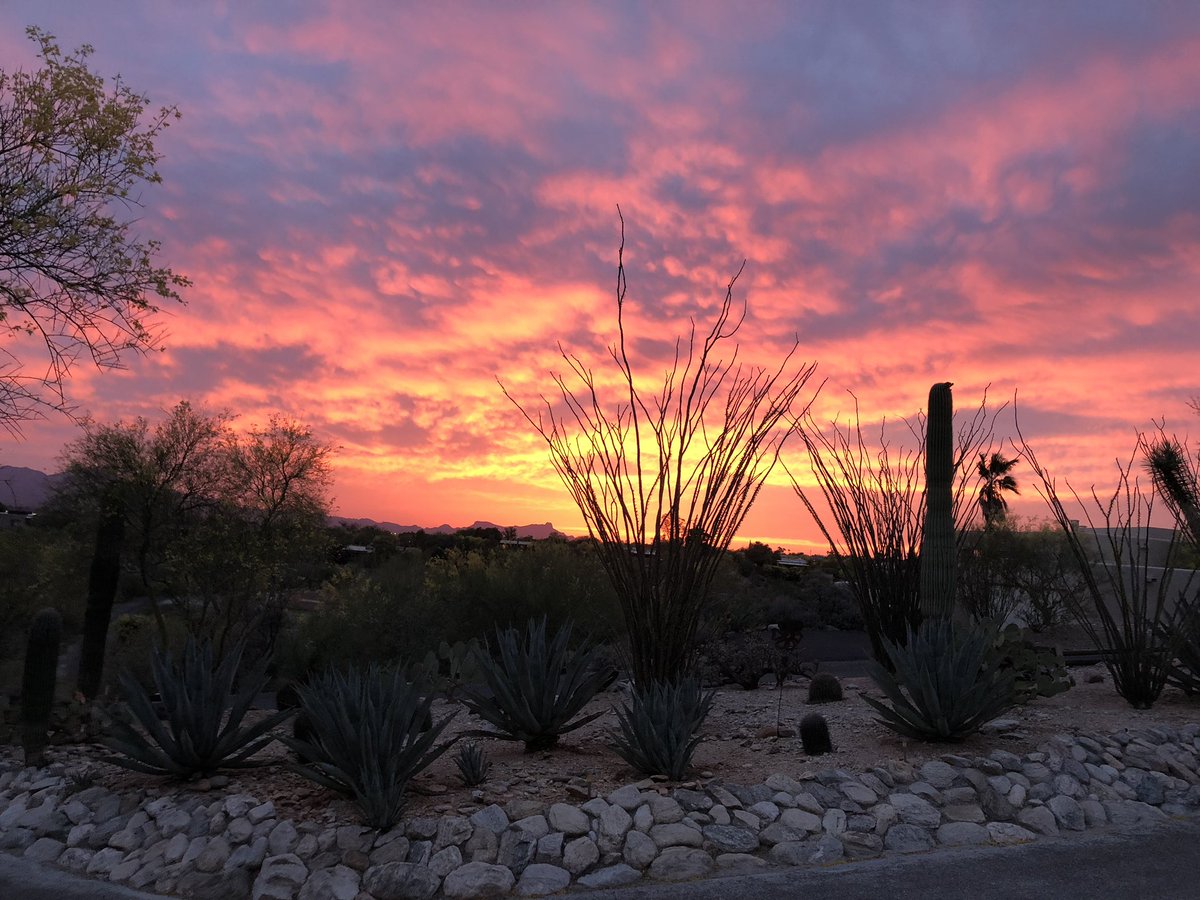 Here’s one from our front yard in #Tucson #landofsun