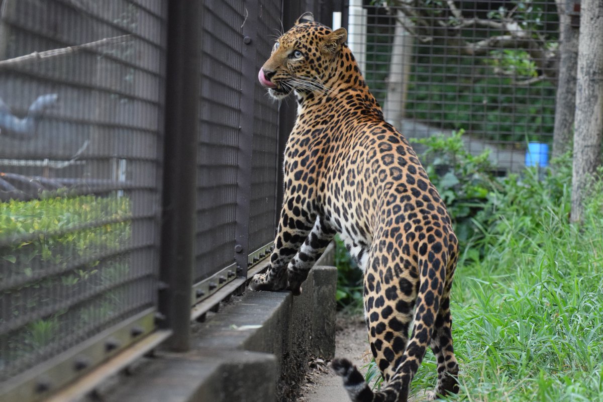 愛媛県立とべ動物園 公式 Sur Twitter 本日は とべzooの土曜夜祭り が開催される 夜の動物園19 オススメガイドは イッツ ヒョウ タイム 18時30分から アフリカストリート 内ヒョウ舎にてを行います その他にも楽しいイベント盛り沢山 詳細は 愛媛県立とべ動物園 公式 Sur Twitter 本日は とべzooの土曜夜祭り が開催される 夜の動物園19 オススメガイドは イッツ ヒョウ タイム 18時30分から アフリカストリート 内ヒョウ舎にてを行います その他にも楽しいイベント盛り沢山 詳細は