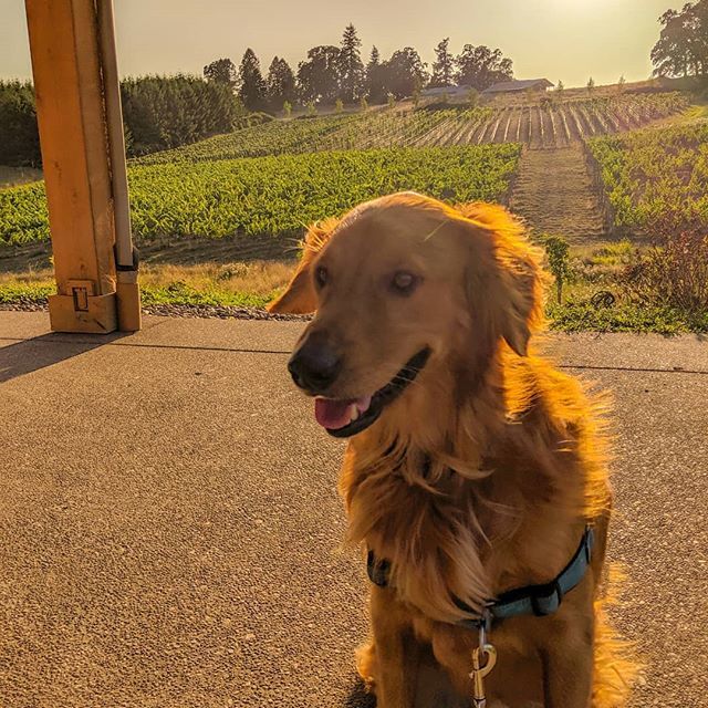 bemychewtoy's tweet photo. Pizza night!
.
. . . #goldenretriever #dogsofinstagram #pupstagram #retrieversofinstagram #winedog #goldenretrieverpuppy #goldenpuppy #thedailygolden #retrieversgram #golden_retriever #goldensofinsta #dogloversfeed #weeklyfluff #topdogphoto #bestwoof #we… https://t.co/P7dWUznUUi https://t.co/UqXhP6aOjb