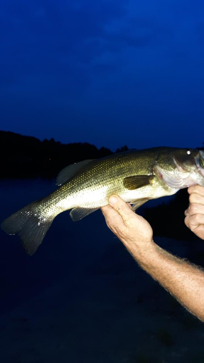 GammonChuck's tweet image. The flash got me so I look like a deer in headlights. 😯  Decent fish!