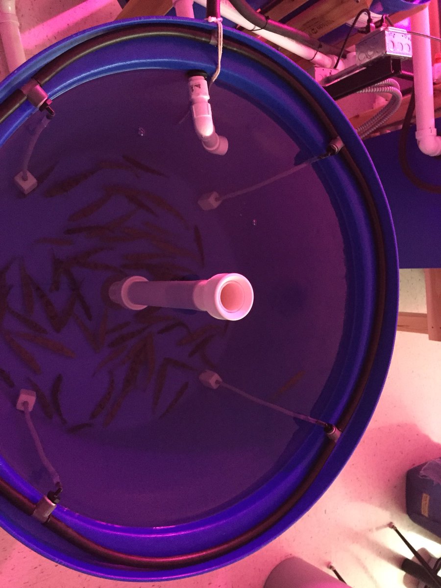 F5 Aquaponics system from <a href="/nelsonandpade/">Nelson and Pade Aquaponics</a> installed <a href="/ChiltonHigh/">Chilton High School</a> and filled with saugeyes from <a href="/UWSPNADF/">UWSP-NADF</a> Thanks to @WEA_Trust and Chilton Area Community Foundation @CFFoxValley grants for funding this project.  #chiltonstrong