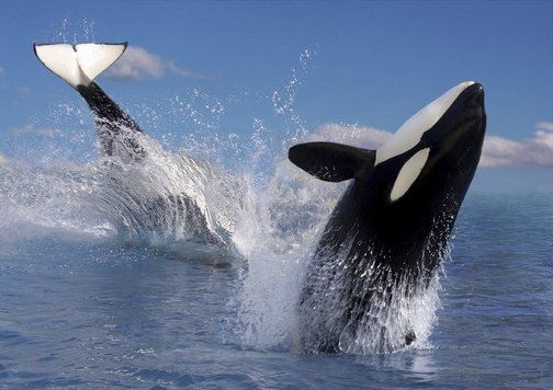 PNS_News's tweet photo. A new documentary film argues that removing dams in eastern Washington would help the Northwest's dwindling population of orcas - https://t.co/ZtbjAVJt8S
#DammedToExtinction https://t.co/noBDlimw3a