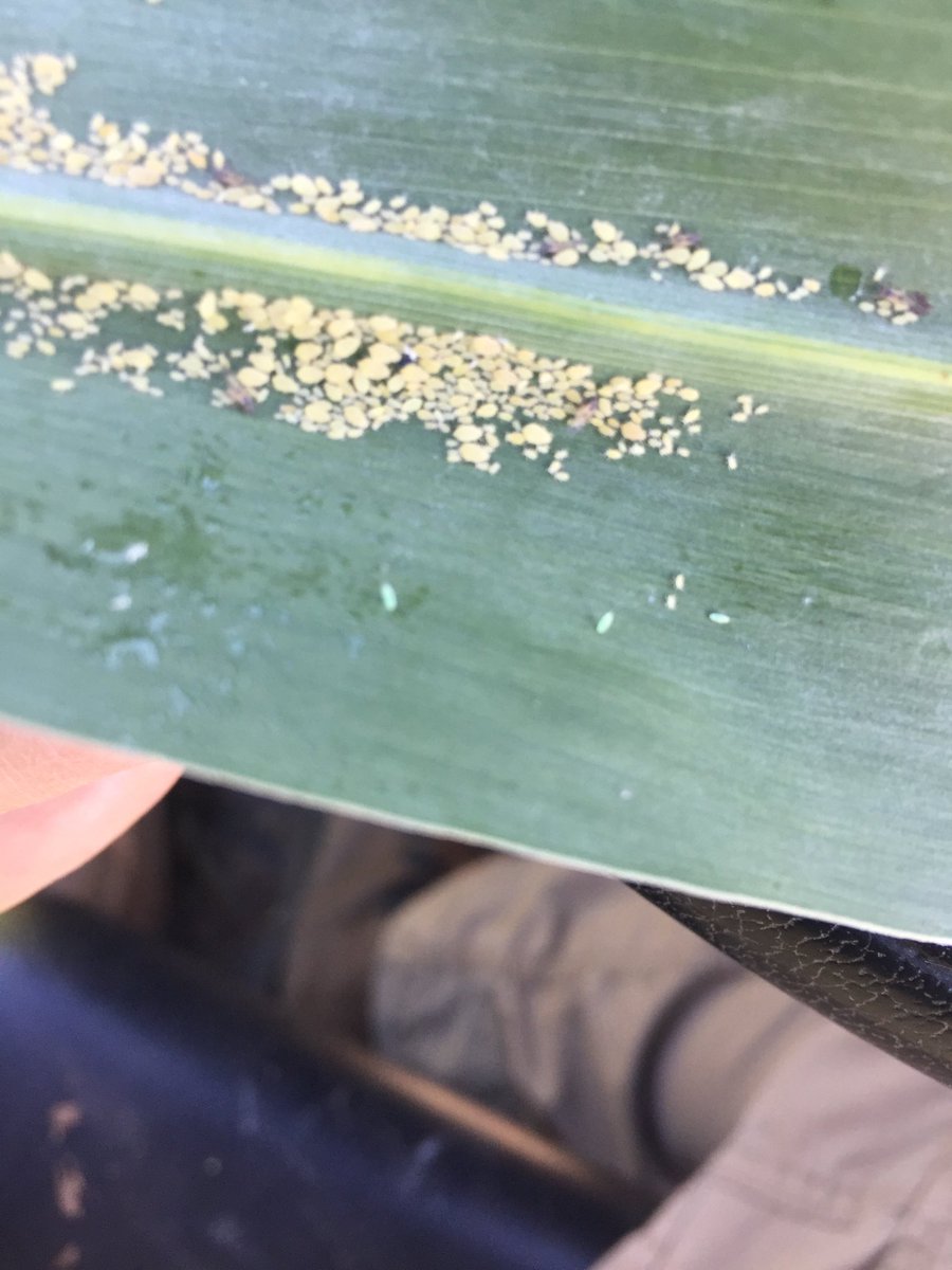 😡sca showing up fast! Lots of winged ones! Western Hutchinson county north west of Stinett