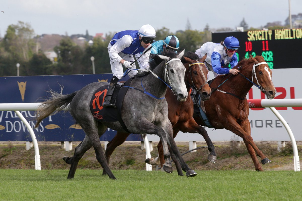 nzracingnews's tweet photo. #PollyGrey continued her love affair with @TeRapaRacing scoring a comfortable victory on Saturday, her third at the Hamilton venue https://t.co/rlghhZiIkN https://t.co/YbcmHxbfNr
