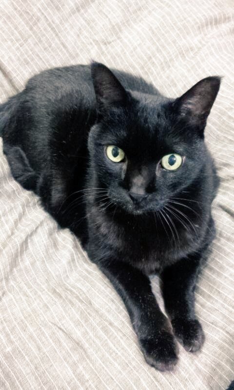 今年も感謝を。うちの子になってくれてありがとう。明後日はシマの命日です。
#黒猫感謝の日 