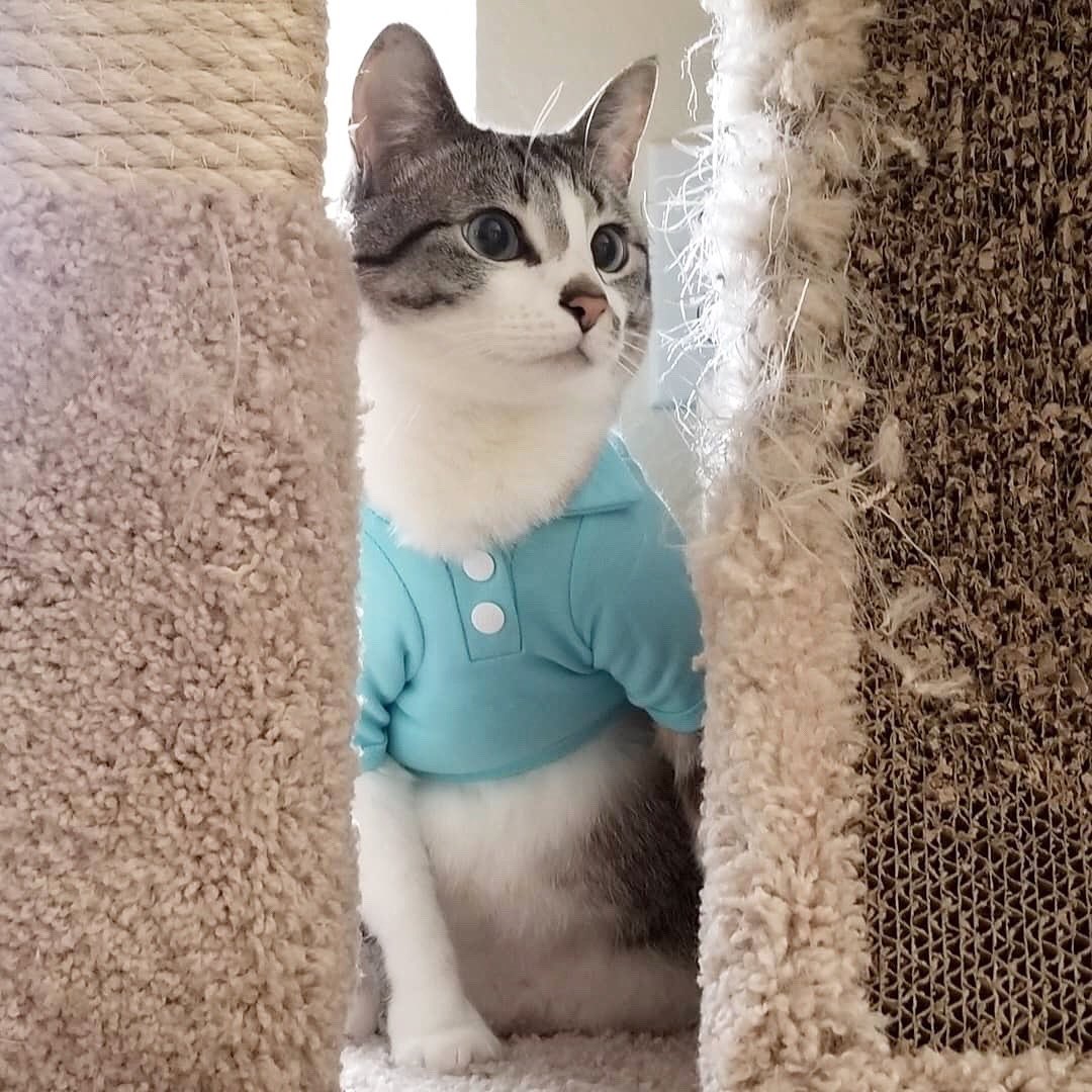 unitedpups's tweet photo. Repost @jax_theferalcat
Happy Friyay! Meet the cutest kitty in town 😍
・・・
https://t.co/1Uh1iCkwkB
・・・
#catwithstyle#cutecat #catoutfit#catclothes#fridaycat#katten#kittens https://t.co/PO7MzojXby