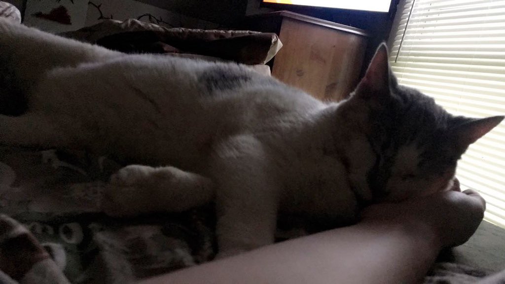 alyson018's tweet photo. heartbroken is an understatement.. my best friend for 14 years. i’ll love you always. rest in peace, precious💕 https://t.co/LNpt7zjXpw