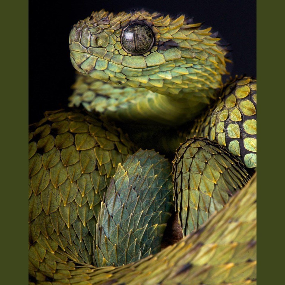 Buschviper Atheris hispida , Uganda, Africa