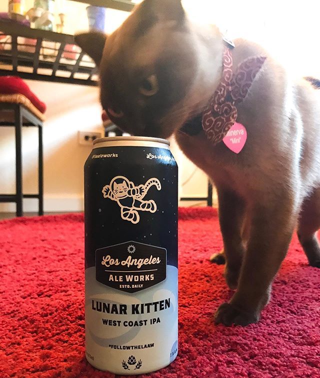 jdstonedesign's tweet photo. 🍺 : Mini inspecting Lunar Kitten. She's more of a Solar Kitten but this was a nice West coast change of pace.
@laaleworks #lunarkitten .
.
📱: Follow @beer.withme for more honest #beer reviews
📍 : Culver City, CA
#️⃣ : #followthelaaw #tgif #friyay #la… https://t.co/jbzjQwX7eh https://t.co/BVd9zSte36
