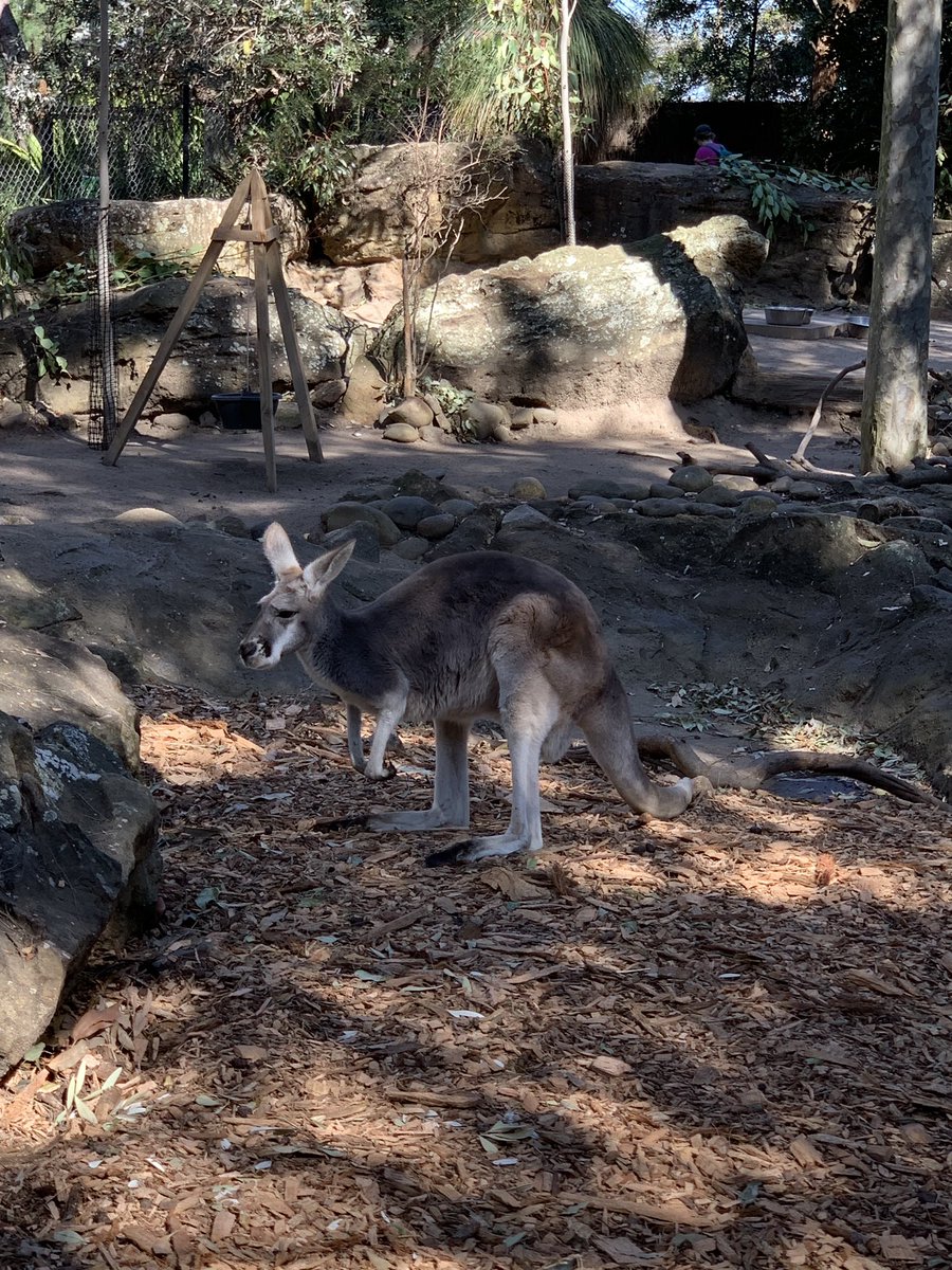 MrMatthewWilli2's tweet photo. Week 1 of prac done and I got the chance to experience the planning and steps taken in preparing for an Excursion. It was all worth it with a highly informative day at Taronga Zoo, a great hands on way to extend students learning about or Environments and conservation #acuedu_p https://t.co/YKyeteCukk