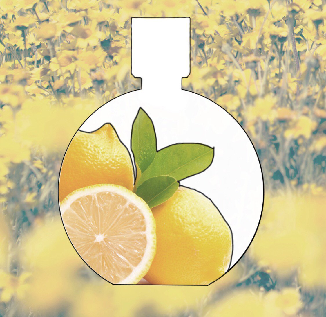 ScentColour's tweet photo. We love the fresh, light smell of our natural alternative to the perfume Chance eau Fraiche by Chanel:
Head notes: lemon and cedar
Heart notes: pink pepper, water hyacinth and jasmine
Soul notes: teak wood, iris, vegetable amber and patchouli
🍋🍋🍋
https://t.co/Y3ER7hBmOX https://t.co/ZLo66gXJCZ