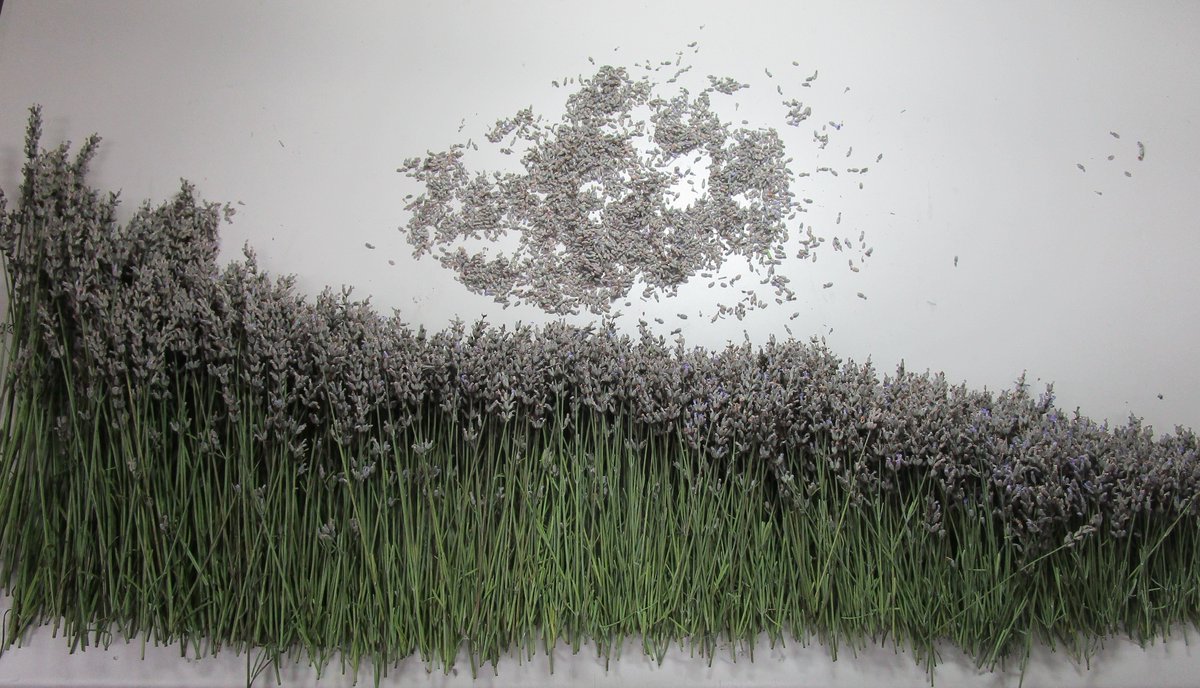 江戸川区立中央図書館 東部 屋上にある花壇のラベンダーを刈り取りました 今回は サシェ の他に ラベンダースティック を作成するため茎の長さ順に並べました 数に限りはありますが 10月の マルシェ 11月の 東部地域祭 でプレゼント予定