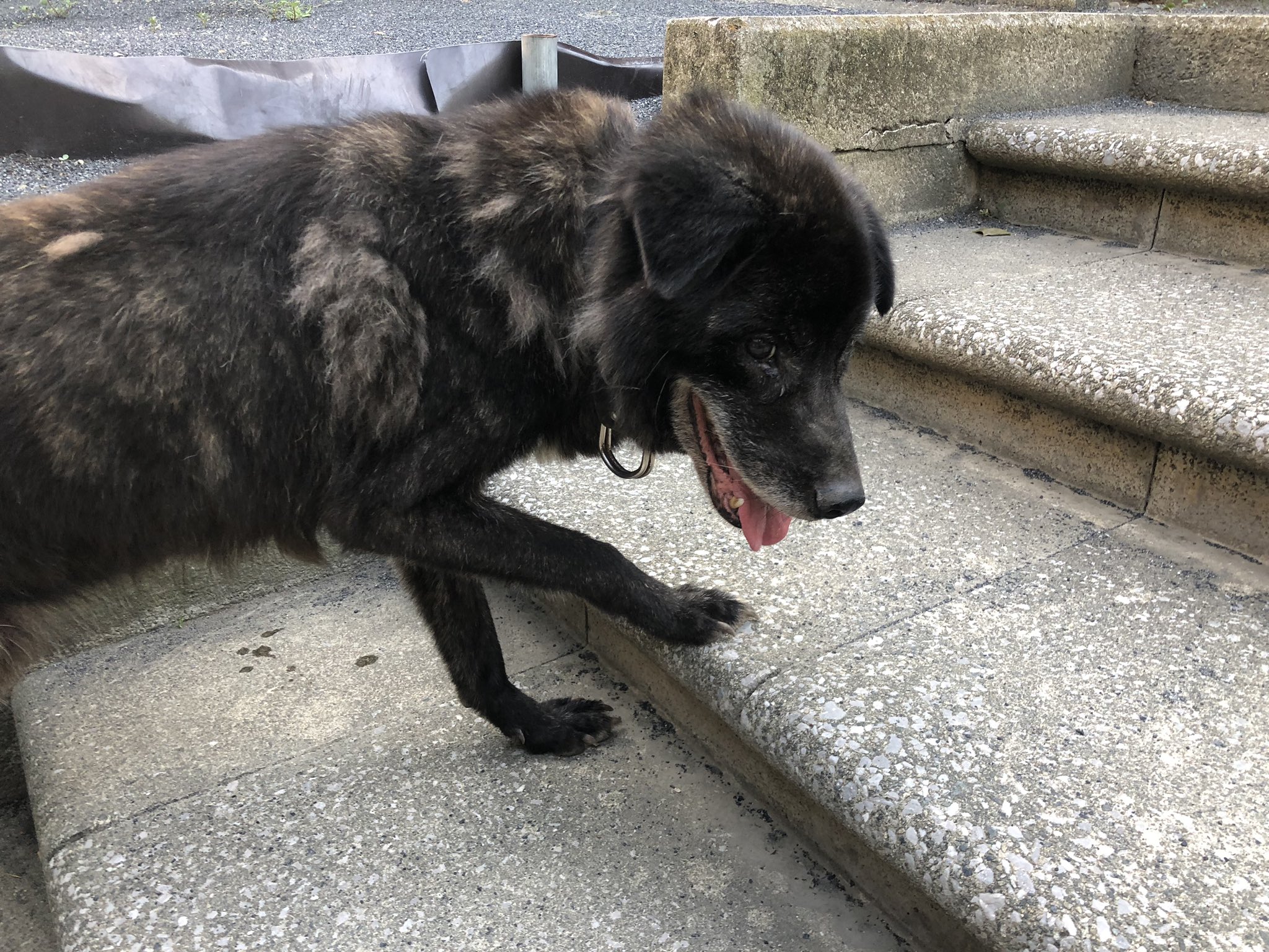 きゃん 川崎市高津区の溝口公園ですれ違いました リードはしておらず少しよたついていて周りに飼い主らしい人は見当たりませんでした 迷い犬でしょうか 高津区 高津駅 二子新地 溝口公園 迷い犬 黒 大型犬 リード無し 首輪あり 心配です