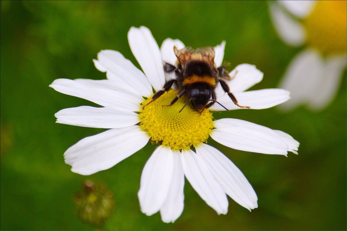 GrownUpQuine's tweet photo. I’m standing up for the nature I love with @WWFScotland. Will you, @ScotGovFM?#FightForScotlandsNature https://t.co/fqIx8FhrrA https://t.co/lk7NUaJXSZ