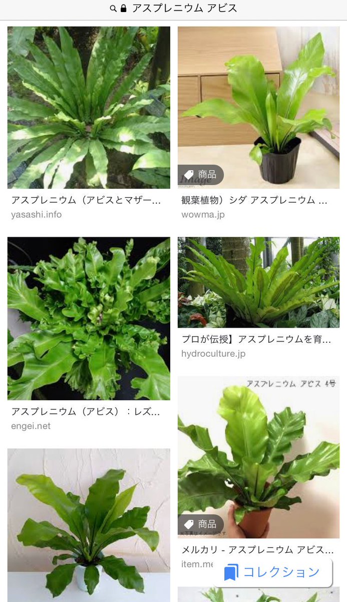 久々に家に植物が欲しいなぁと思ってとうとうこいつをぽちってしまった(アスなんとか・・・覚えられない) 