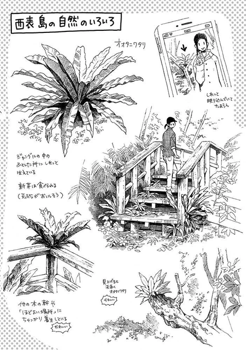 久々に家に植物が欲しいなぁと思ってとうとうこいつをぽちってしまった(アスなんとか・・・覚えられない) 