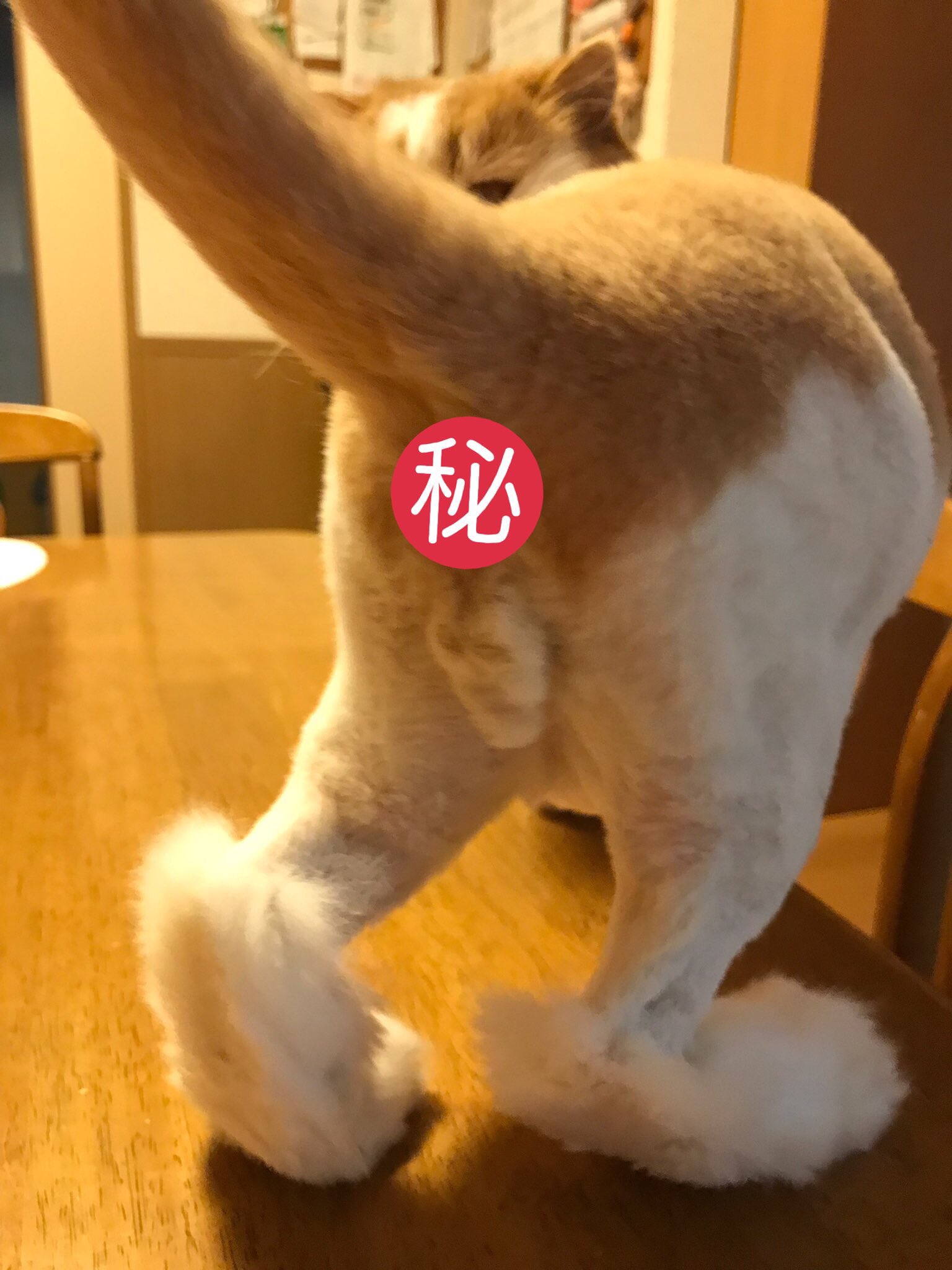 竹本鉄夫 Twitter Search Twitter