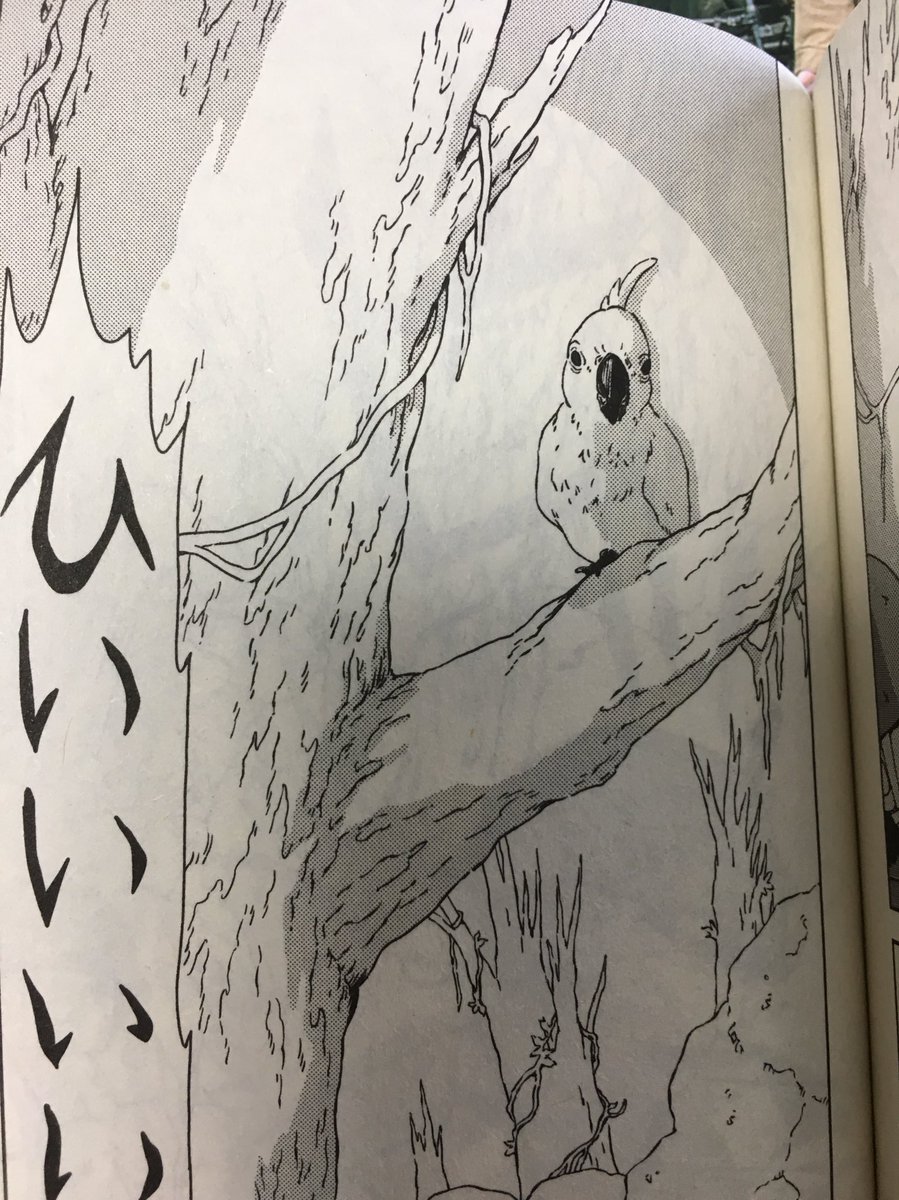 『ペリリュー』でたびたび出てくる、この白色オウム。こいつは妻が描いたり僕が描いたり。
妻が僕のタッチに近づけてくれてるのでほぼ区別つかないと思いますが、前の2枚が妻、後の2枚が僕。