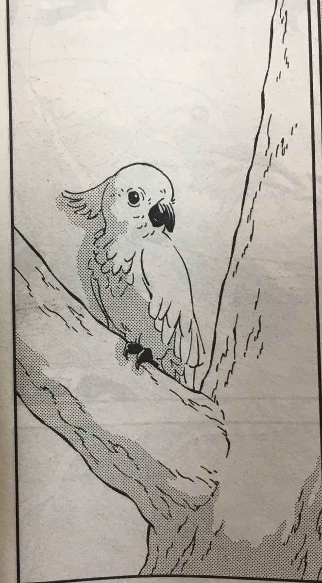 『ペリリュー』でたびたび出てくる、この白色オウム。こいつは妻が描いたり僕が描いたり。
妻が僕のタッチに近づけてくれてるのでほぼ区別つかないと思いますが、前の2枚が妻、後の2枚が僕。