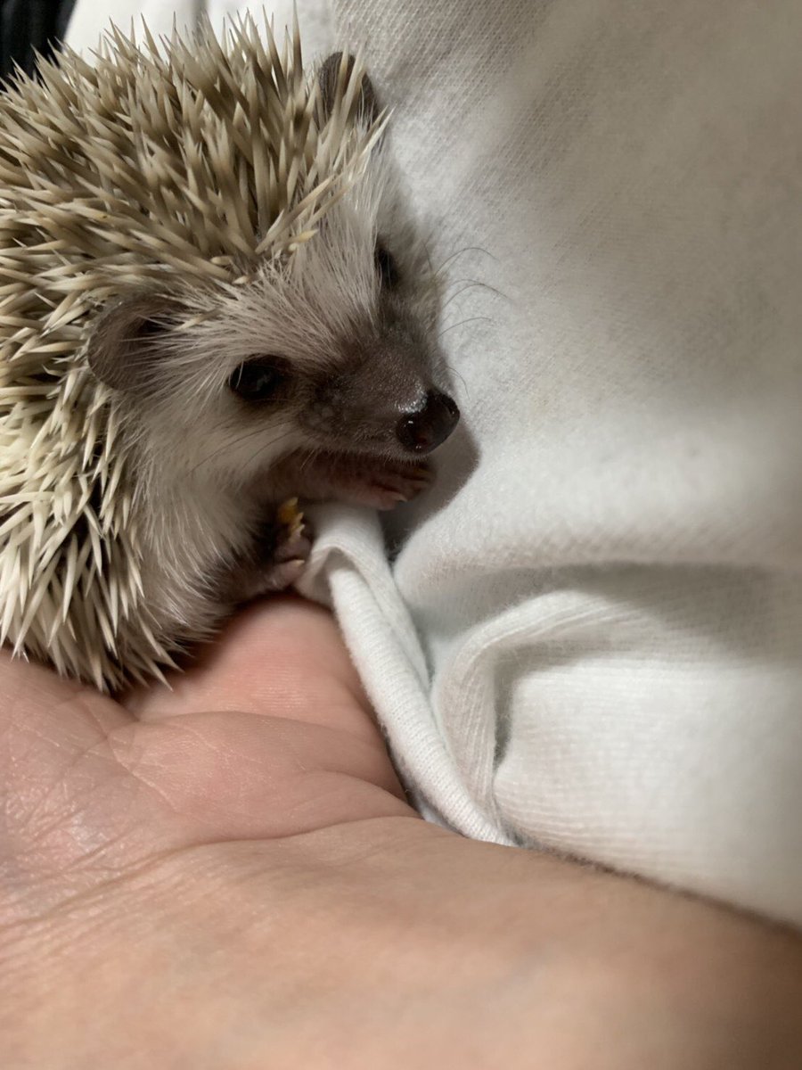 YANhari0420's tweet photo. このシナモンの子の里親募集します！
知人に譲る予定でしたが飼えなくなられたので募集に至りました。条件は飼育経験がある方福岡の北九州に迎えに来ていただける方でお願いします！今生後1ヶ月なので引き渡しは来月辺りを考えています。詳細などはDMでお願いします！ https://t.co/T3rxScGcmz