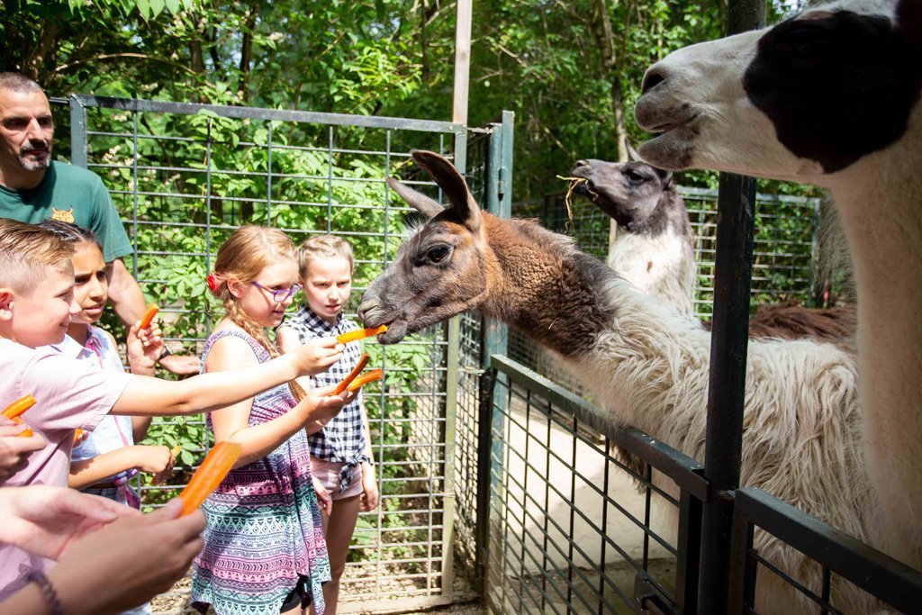 DieMDNews's tweet photo. Zoonacht: Vom „König der Löwen“ bis zu den grauen Riesen Afrikas.

https://t.co/iLQb2Aup56 https://t.co/3gVhQOnu4i