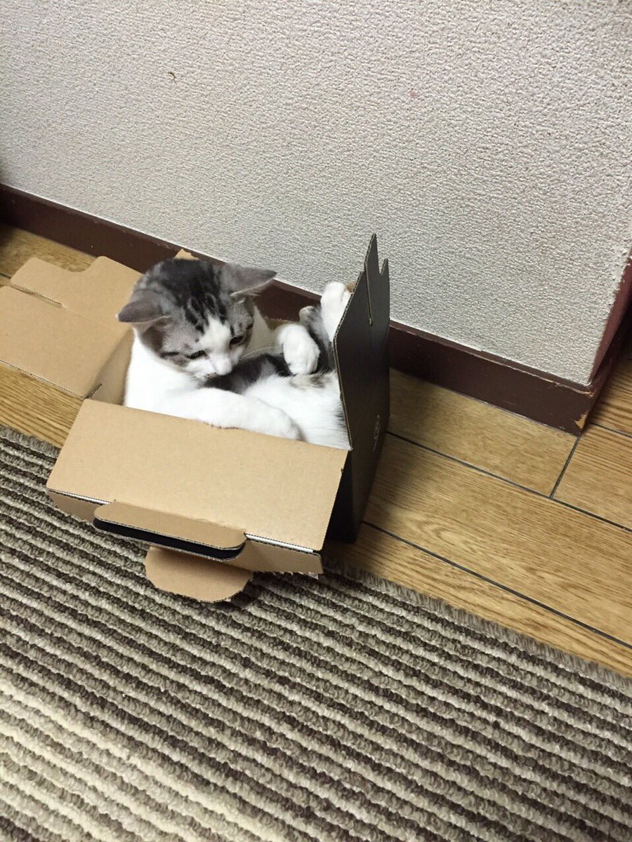 まだ小さいつもりで無理矢理ダンボールに入る猫さん かわいい なんか箱が小さくなってるんですけど Togetter まだ小さいつもりで無理矢理ダンボールに入る猫さん かわいい なんか箱が小さくなってるんですけど Togetter