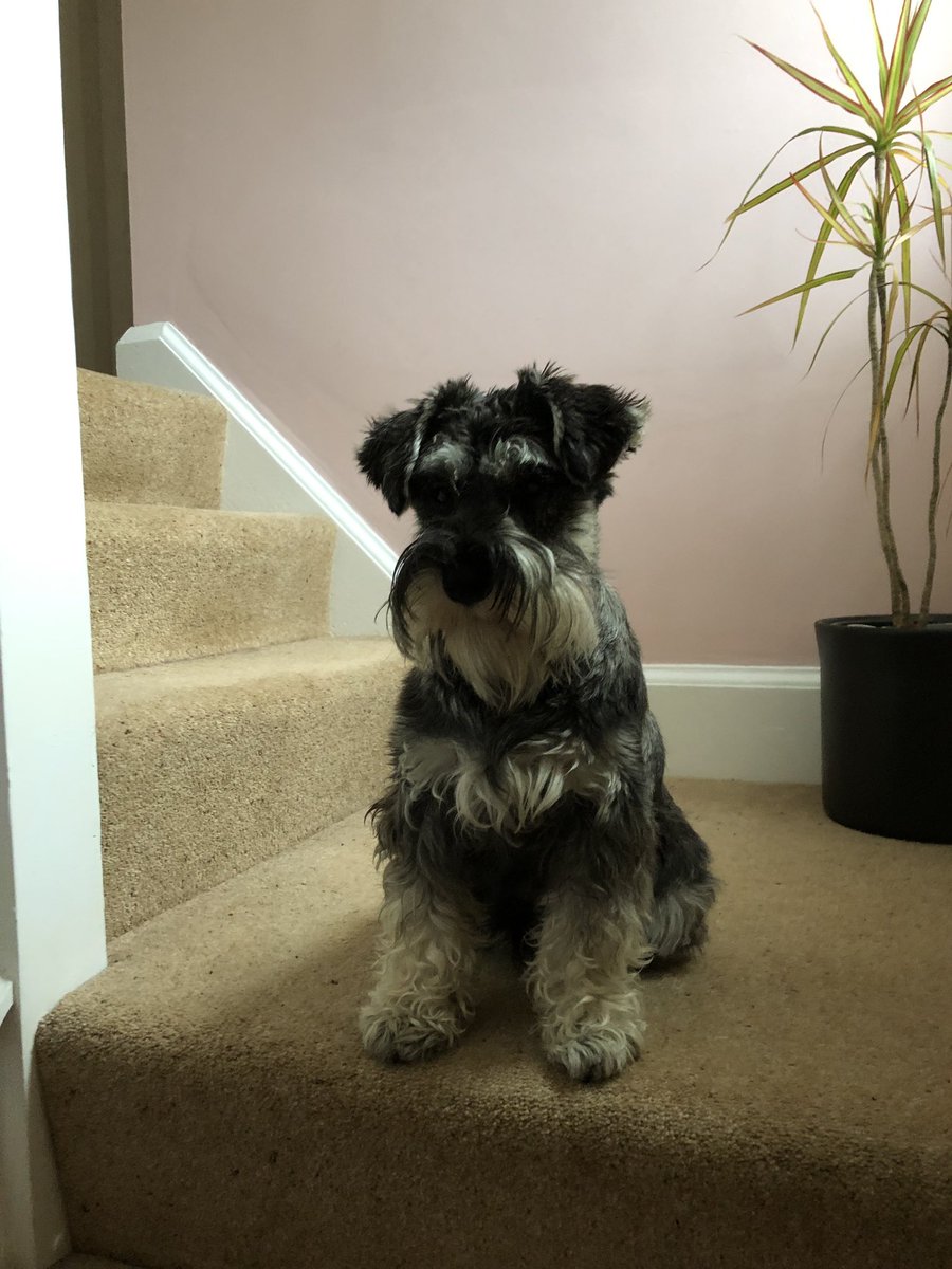 Penbro Schnauzers 2025