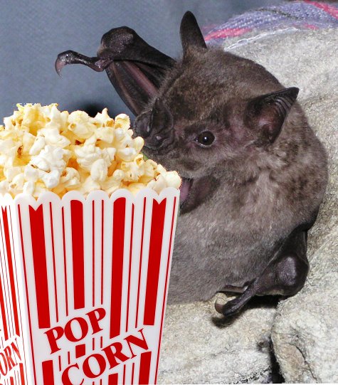 Bat eating very large bag of popcorn