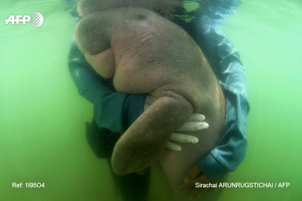 afpfr's tweet photo. Mariam, un bébé dugong - aussi appelé vache marine -, devenu star des réseaux sociaux en Thaïlande, est morte dans la nuit d'une infection aggravée par des déchets plastiques trouvés dans son estomac, ont annoncé les autorités samedi #AFP https://t.co/lf79kurx5U