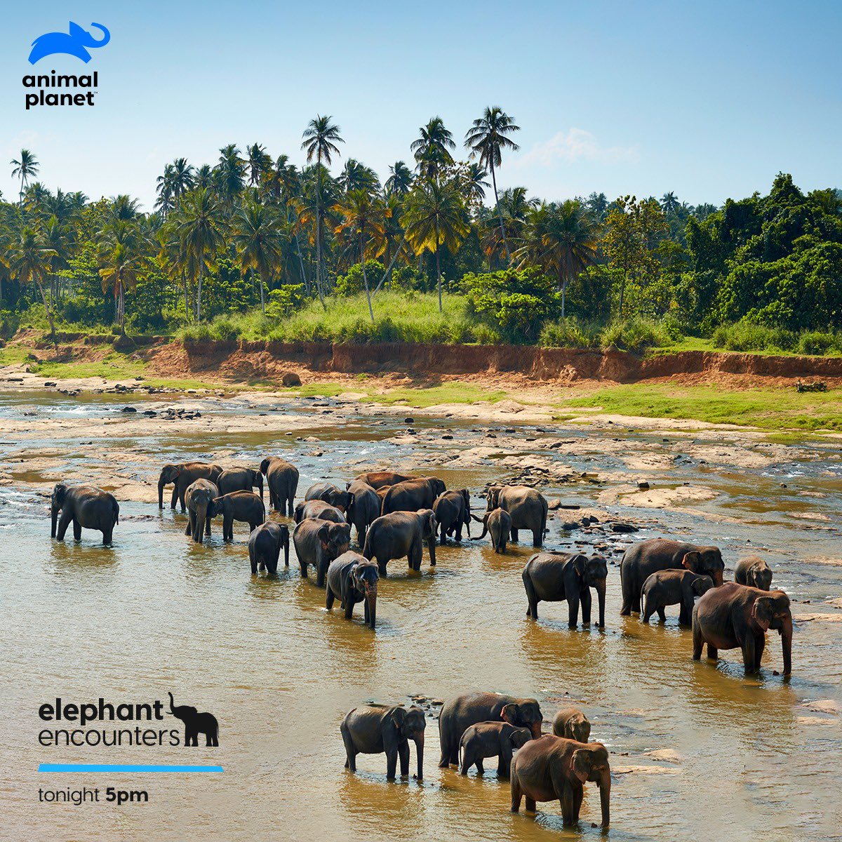 AnimalPlanetIn's tweet photo. Sri Lanka's civil war was the reason for limited access into the behaviour and daily lives of the wild elephants on the island. Know why Sri Lanka is called the Elephant Island, tonight at 5 PM on Elephant Encounters. 
#ElephantEncounters https://t.co/wAXE2Gc6KU
