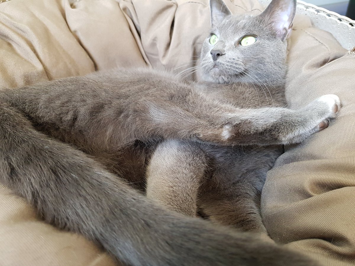 nietabeata's tweet photo. Dzień dobry Ćwirki 🙋♀️🐱
#Sobota
#Akrobata
#RuskaOnuca 🤣
❤❤❤ https://t.co/SlPjpDzl7b
