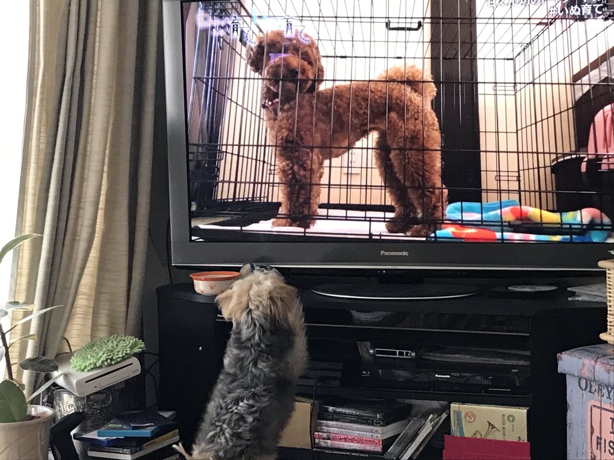 sanorun's tweet photo. わが家のトトちゃん(^^)ネコ育、イヌ育てに夢中🥰 https://t.co/tPZPnrEvts