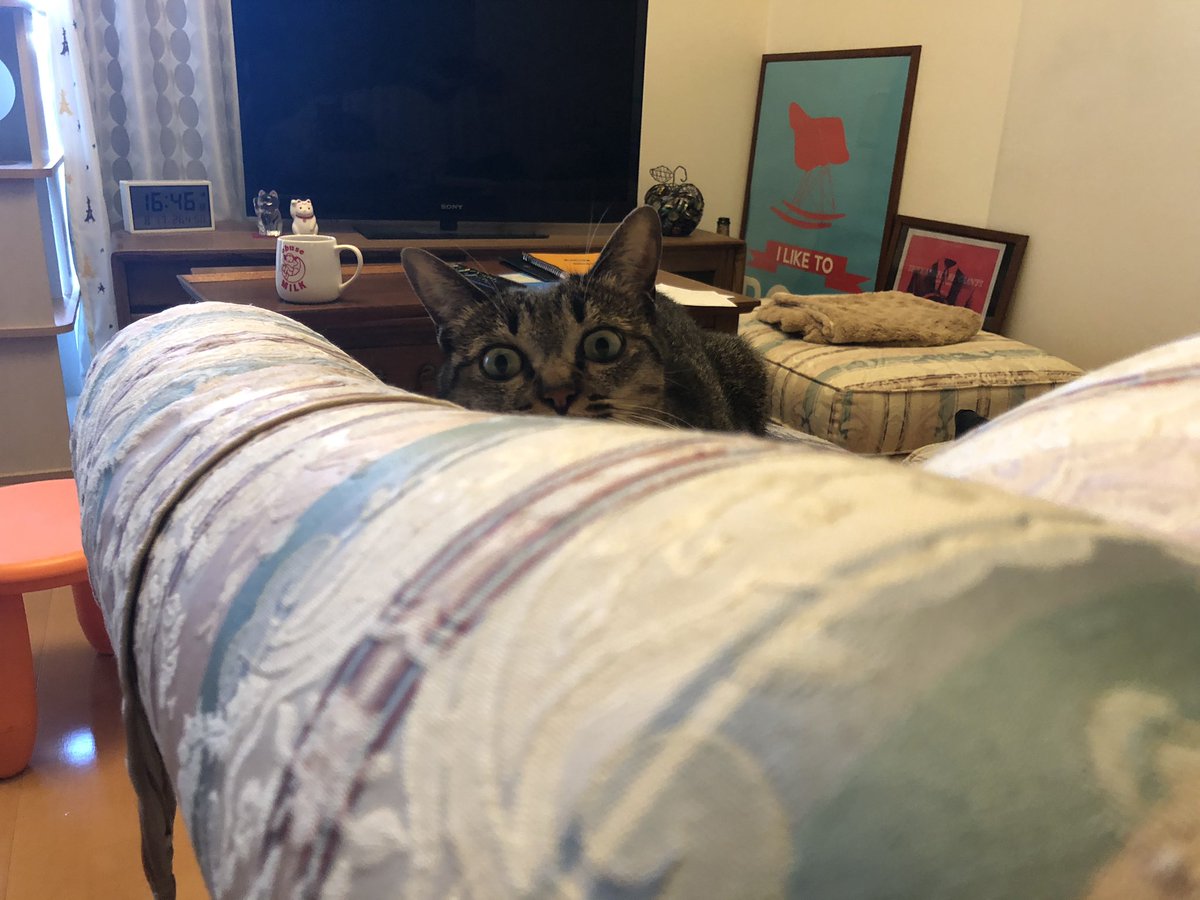 kohanosuke2016's tweet photo. 狙ってくる猫ちゃん https://t.co/YKowIjMqVl