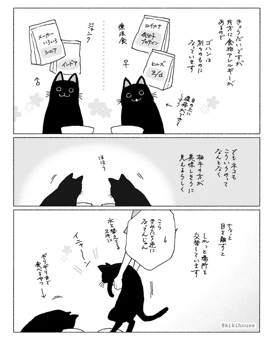 今日は黒猫の日だそうなので、久しぶりにうちの猫たちのはなし #黒猫感謝の日 #BlackCatAppreciationDay 