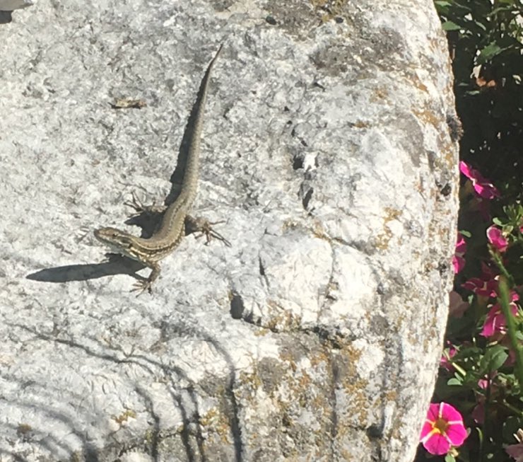 paula_read's tweet photo. This little guy staring me down while I watered plants. So brave!
#lizardpower https://t.co/IURoGo3rsY