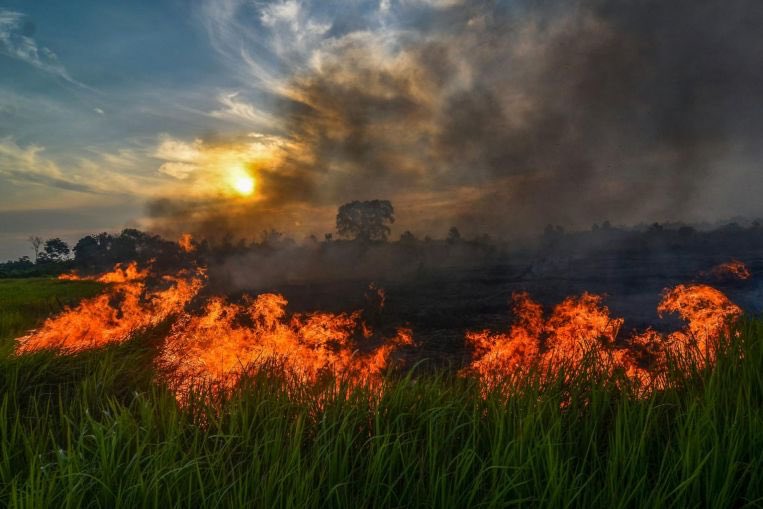 <a href="/ICEL_indo/">ICEL</a> Ibukota di Jakarta gak dirawat. Apakah ibukota baru nanti di Kalimantan bakal lebih sehat dan serius dirawat dan dijaga sebagai #IBUKOTA negara? Ngantor pakai masker semua😷😷😷 #DirgahayuRI74💪🏼
<a href="/AkuDanPolusi/">Aku dan Polusi</a> <a href="/greenpeaceID/">Greenpeace Indonesia</a> <a href="/walhinasional/">WALHI</a>