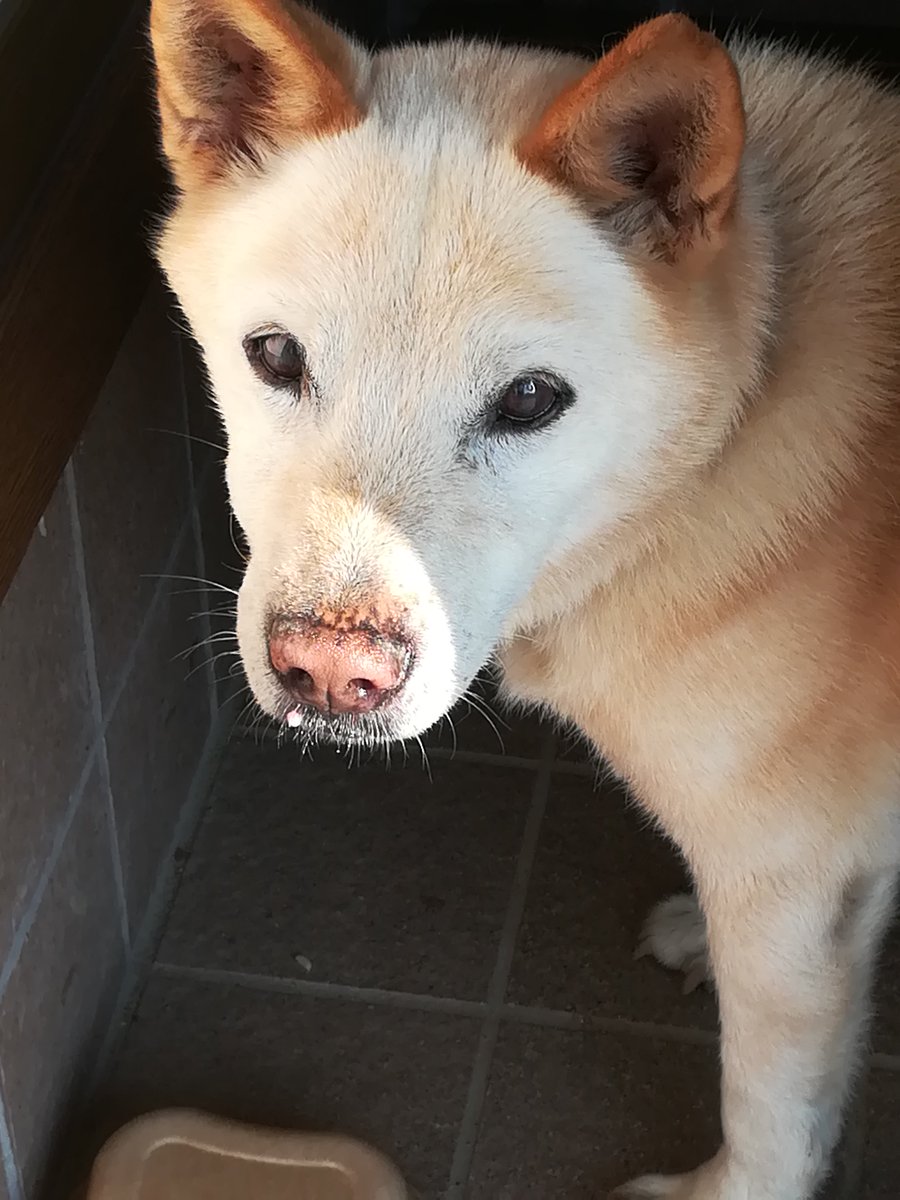 たんぽぽ ８月16日茨城県ひたちなか市栄町 湊大橋付近 で知り合いが保護しました オレンジ色の切れた細いワイヤーが首輪についていました オス 青い首輪 老犬 元の飼い主さんを探しています 保護場所がありません 緊急です