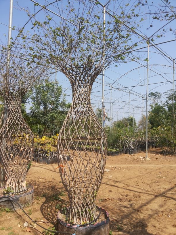 TreesUnique's tweet image. #love the #nature  #plant #trees in your #house or surroundings