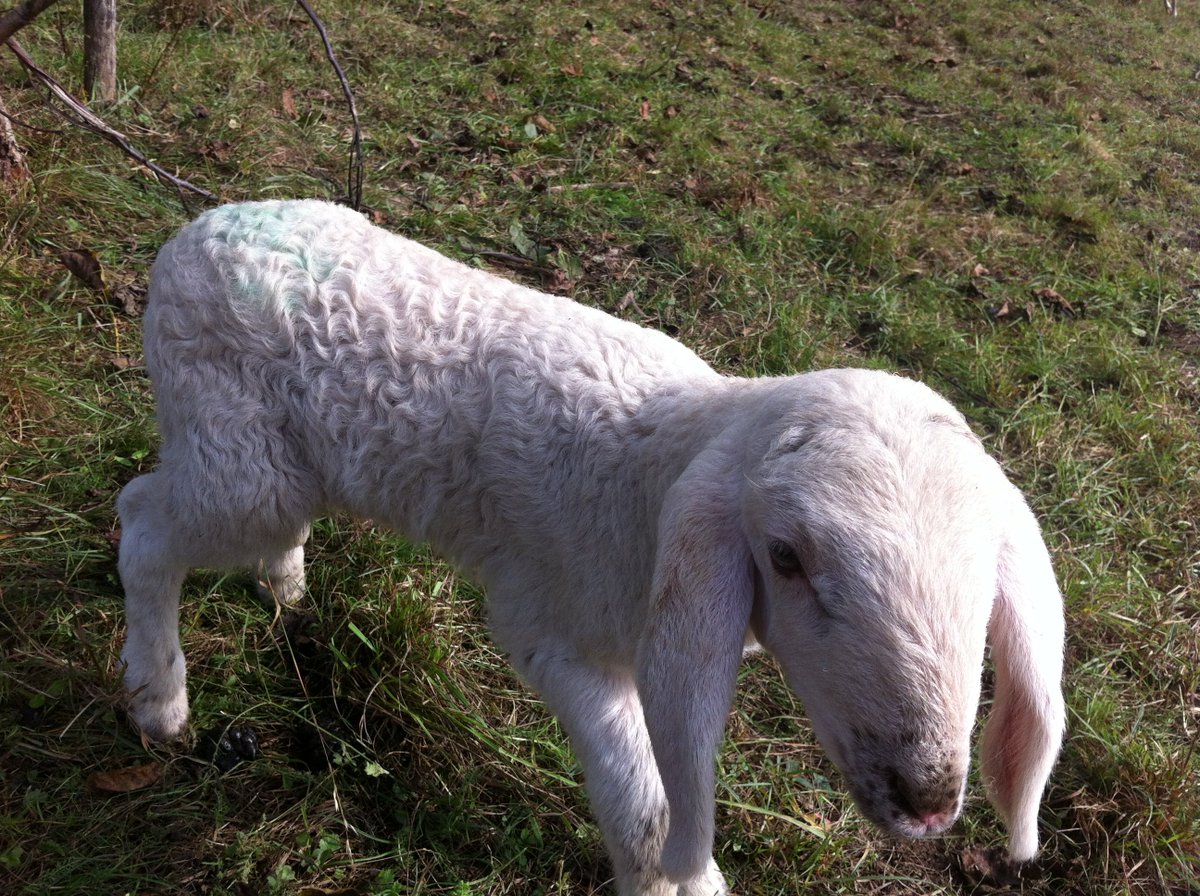 ECOLOGIANATURA's tweet image. Uno dei nemici più grandi per l'#ecologia proviene da quello che mangiamo tutti i giorni.
La produzione di #carne ha un grande impatto ambientale soprattutto sui cambiamenti climatici che stanno sconvolgendo sempre più la vita di intere popolazioni. ecologia-natura.blogspot.com/2011/12/mangia…