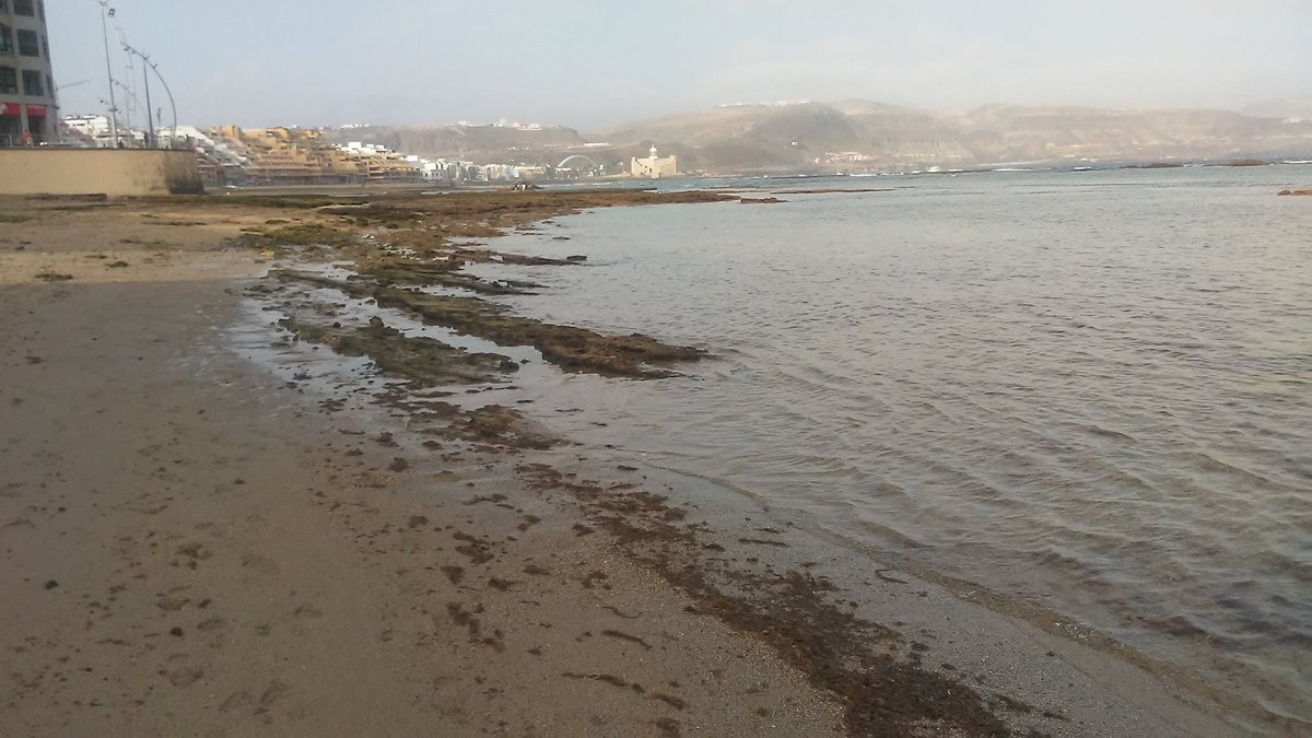 Ni rastro de medusas en <a href="/LasCanteras/">Mi playa de Las Canteras 🏊🏻‍♀️🦈</a> zona playa Chica