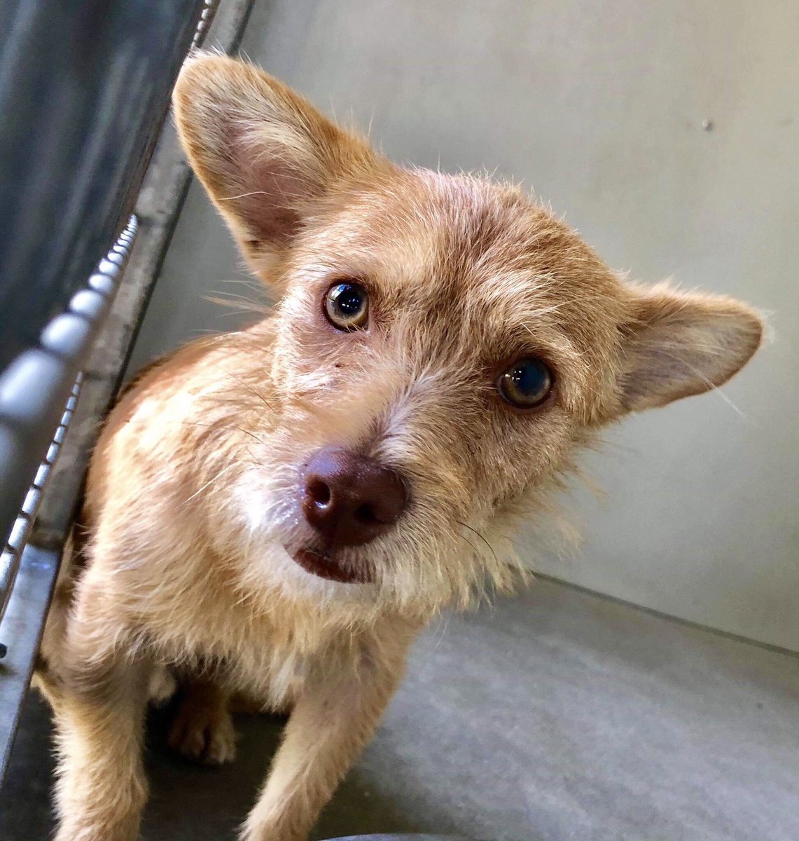 pupaid's tweet photo. Family member one minute, alone &amp; behind bars the next. Please visit your local shelter this weekend &amp; help save a life :) #adopt #rescue #foster #LucysLaw #VictoriasLaw https://t.co/xWoOqUMdRo